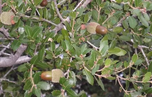 Hojas Quercus Coccifera