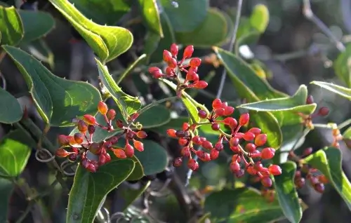 Hojas Rhamnus Alaternus