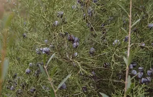 Hojas Tetraclinis Articulata