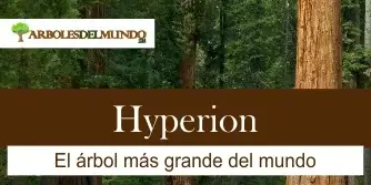 Árbol Hyperion