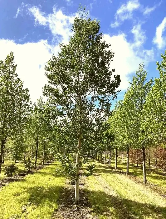 arbol betula costata