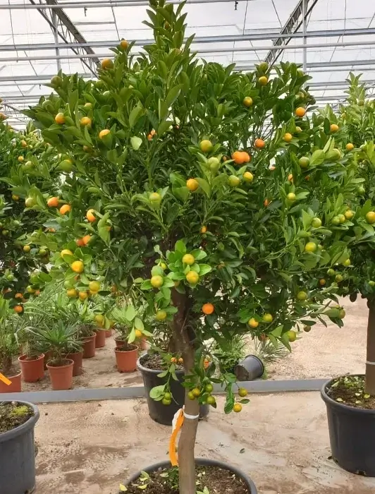 arbol citrofortunella mitis