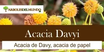 acacia davyi