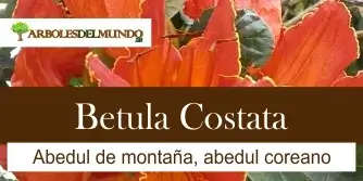 especie betula costata