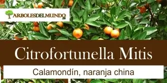 especie citrofortunella mitis