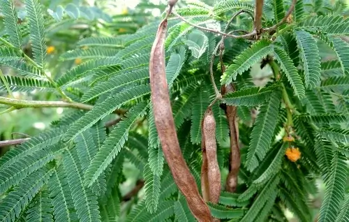hojas y fruto del árbol acacia davyi