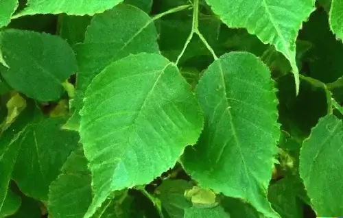 hojas betula costata