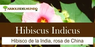 especie hibiscus indicus