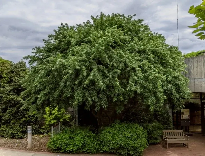 arbol acer caudatifolium