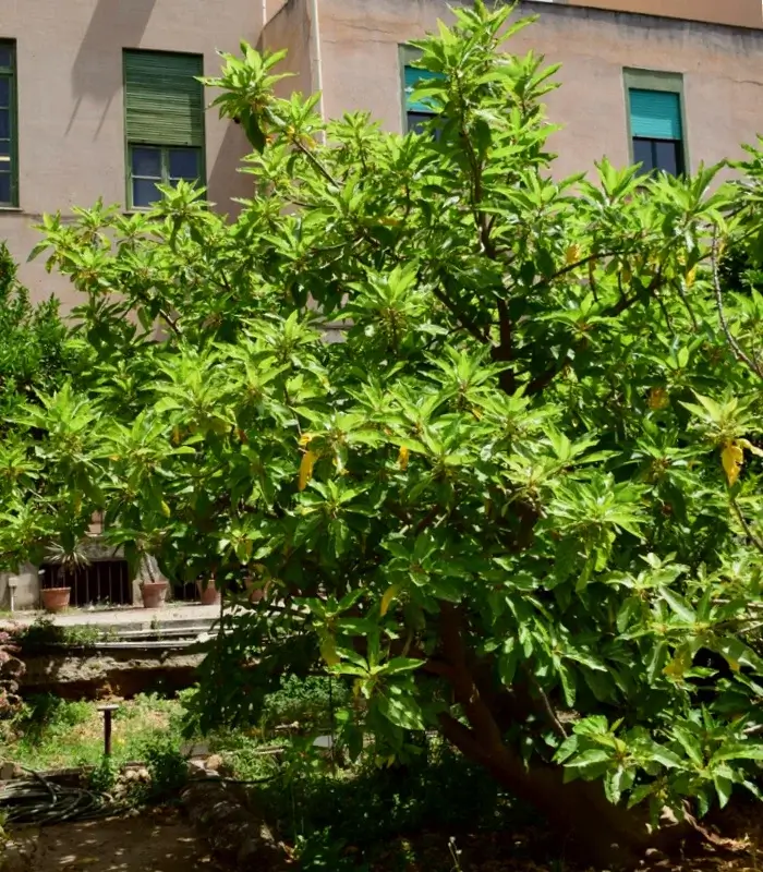 arbol carica quercifolia