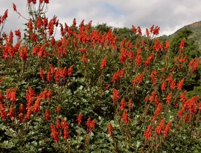 arbol erythrina humeana