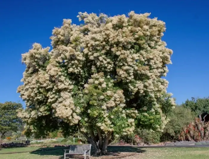 arbol nuxia floribunda