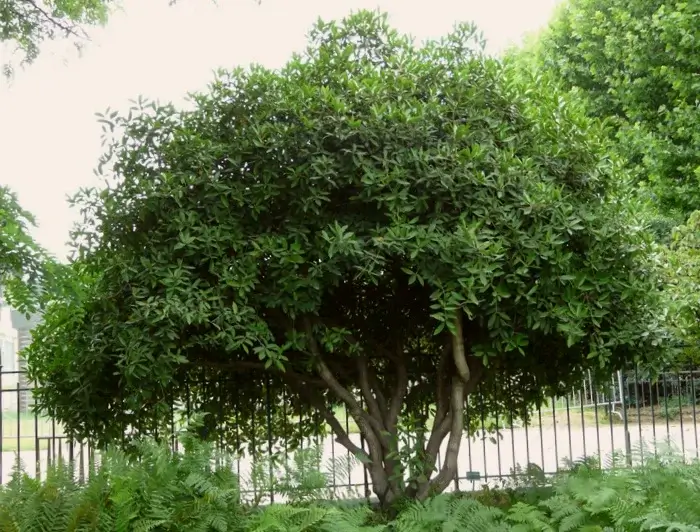 arbol osmanthus armatus