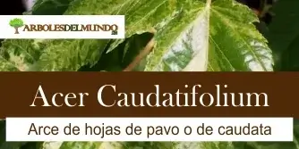 especie acer caudatifolium