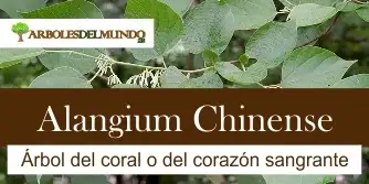 especie alangium chinense