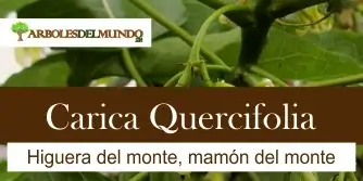 especie carica quercifolia