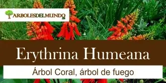 especie erythrina humeana