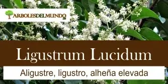 especie ligustrum lucidum