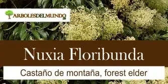 especie nuxia floribunda