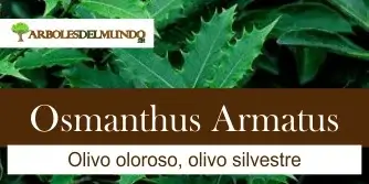 especie osmanthus armatus