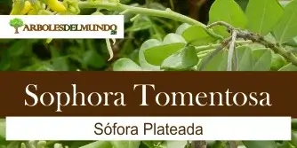 especie sophora tomentosa