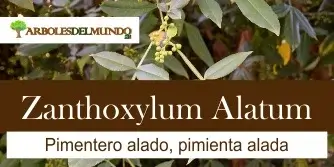 especie zanthoxylum alatum