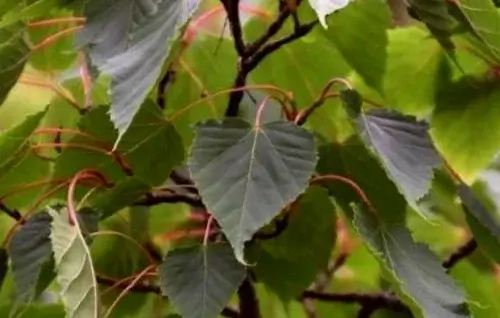 hojas acer caudatifolium