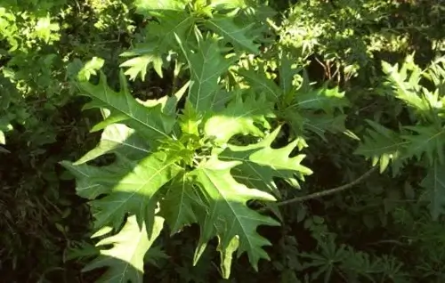hojas carica quercifolia