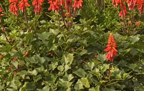 hojas erythrina humeana