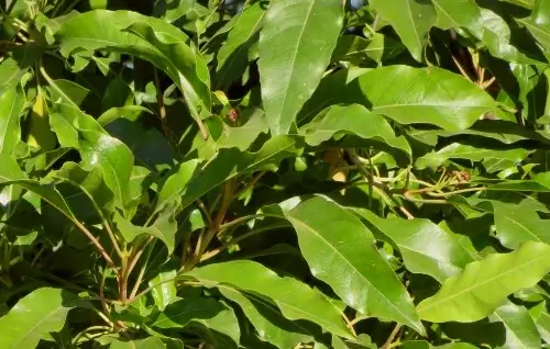 hojas nuxia floribunda