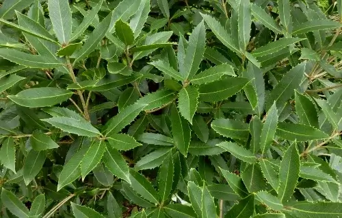 hojas osmanthus armatus