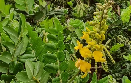 hojas sophora tomentosa